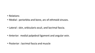 • Relations
• Medial : periorbita and bone, arc of ethmoid sinuses.
• Lateral : skin, orbicularis oculi, and lacrimal fascia.
• Anterior: medial palpebral ligament and angular vein.
• Posterior : lacrimal fascia and muscle
 