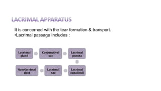 Lacrimal
gland
Conjunctival
sac
Lacrimal
puncta
Lacrimal
canaliculi
Lacrimal
sac
Nasolacrimal
duct
 