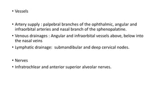 • Vessels
• Artery supply : palpebral branches of the ophthalmic, angular and
infraorbital arteries and nasal branch of the sphenopalatine.
• Venous drainages : Angular and infraorbital vessels above, below into
the nasal veins
• Lymphatic drainage: submandibular and deep cervical nodes.
• Nerves
• Infratrochlear and anterior superior alveolar nerves.
 
