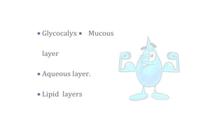  Glycocalyx Mucous
layer
 Aqueous layer.
 Lipid layers
 