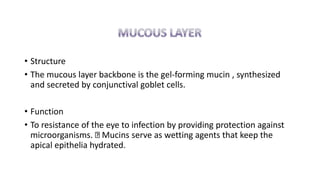 • Structure
• The mucous layer backbone is the gel-forming mucin , synthesized
and secreted by conjunctival goblet cells.
• Function
• To resistance of the eye to infection by providing protection against
microorganisms. Mucins serve as wetting agents that keep the
apical epithelia hydrated.
 