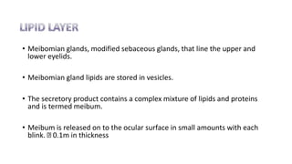 • Meibomian glands, modified sebaceous glands, that line the upper and
lower eyelids.
• Meibomian gland lipids are stored in vesicles.
• The secretory product contains a complex mixture of lipids and proteins
and is termed meibum.
• Meibum is released on to the ocular surface in small amounts with each
blink. 0.1m in thickness
 
