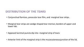 • Conjunctival fornices, preocular tear film, and marginal tear strips.
• Marginal tear strips are wedge shaped tear menisci, borders of upper and
lower lids.
• Apposed lacrimal puncta dip into marginal strip of tears
• Anterior limit of the marginal strip is the mucocutaneousjunction of the lid,
 