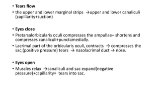 • Tears flow
• the upper and lower marginal strips →upper and lower canaliculi
(capillarity+suction)
• Eyes close
• Pretarsalorbicularis oculi compresses the ampullae+ shortens and
compresses canaliculi+punctamedially.
• Lacrimal part of the orbicularis oculi, contracts → compresses the
sac,(positive pressure) tears → nasolacrimal duct → nose.
• Eyes open
• Muscles relax →canaliculi and sac expand(negative
pressure)+capillarity= tears into sac.
 
