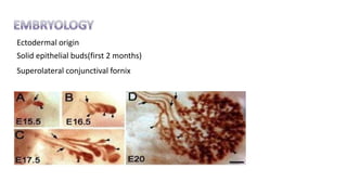 Ectodermal origin
Solid epithelial buds(first 2 months)
Superolateral conjunctival fornix
 