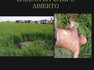 ESCENA EN CAMPO
ABIERTO
 