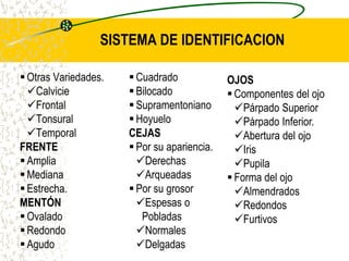SISTEMA DE IDENTIFICACION
 Otras Variedades.
Calvicie
Frontal
Tonsural
Temporal
FRENTE
 Amplia
 Mediana
 Estrecha.
MENTÓN
 Ovalado
 Redondo
 Agudo
 Cuadrado
 Bilocado
 Supramentoniano
 Hoyuelo
CEJAS
 Por su apariencia.
Derechas
Arqueadas
 Por su grosor
Espesas o
Pobladas
Normales
Delgadas
OJOS
 Componentes del ojo
Párpado Superior
Párpado Inferior.
Abertura del ojo
Iris
Pupila
 Forma del ojo
Almendrados
Redondos
Furtivos
 