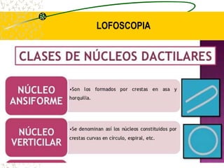 LOFOSCOPIA
 