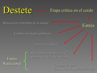 Destete Etapa crítica en el cerdo Estrés Separación repentina de la madre Cambio de medio ambiente Lucha jerárquica Interrupción abrupta en el  suministro de leche materna Cambio de dieta  (consistencia y palatabilidad) Estrés Nutricional 