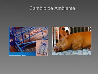 Cambio de Ambiente 