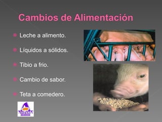 Leche a alimento. Líquidos a sólidos. Tibio a frio. Cambio de sabor. Teta a comedero. 