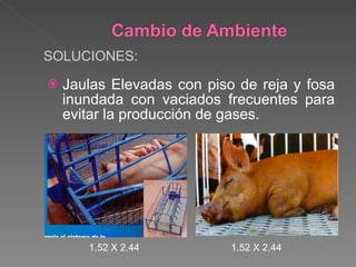 Jaulas Elevadas con piso de reja y fosa inundada con vaciados frecuentes para evitar la producción de gases. SOLUCIONES: 1.52 X 2.44 1.52 X 2.44 