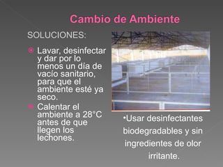 Lavar, desinfectar y dar por lo menos un día de vacío sanitario, para que el ambiente esté ya seco. Calentar el ambiente a 28°C antes de que llegen los lechones. SOLUCIONES: Usar desinfectantes  biodegradables y sin  ingredientes de olor  irritante. 