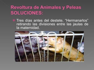 Tres días antes del destete, “Hermanarlos” retirando las divisiones entre las jaulas de la maternidad. 