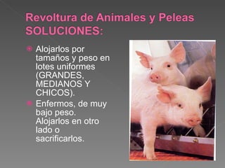 Alojarlos por tamaños y peso en lotes uniformes (GRANDES, MEDIANOS Y CHICOS). Enfermos, de muy bajo peso. Alojarlos en otro lado o sacrificarlos. 