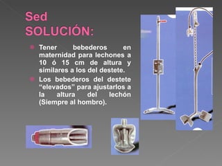 Tener bebederos en maternidad para lechones a 10 ó 15 cm de altura y similares a los del destete. Los bebederos del destete “elevados” para ajustarlos a la altura del lechón (Siempre al hombro). 