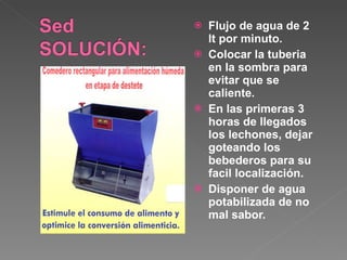 Flujo de agua de 2 lt por minuto. Colocar la tuberia en la sombra para evitar que se caliente. En las primeras 3 horas de llegados los lechones, dejar goteando los bebederos para su facil localización. Disponer de agua potabilizada de no mal sabor. 