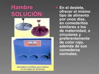 En el destete, ofrecer el mismo tipo de alimento por unos días, en comederitos similares a los de maternidad, o circulares y preferentemente de color rojo, además de sus comederos normales. 