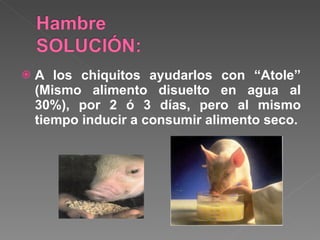 A los chiquitos ayudarlos con “Atole” (Mismo alimento disuelto en agua al 30%), por 2 ó 3 días, pero al mismo tiempo inducir a consumir alimento seco. 