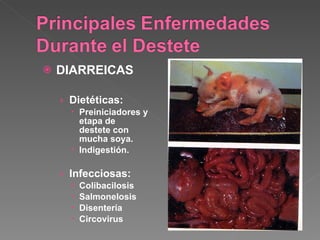 DIARREICAS Dietéticas: Preiniciadores y etapa de destete con mucha soya. Indigestión. Infecciosas: Colibacilosis Salmonelosis Disentería Circovirus 