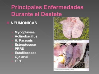 NEUMONICAS Mycoplasma Actinobacillus H. Parasuis Estreptococo PRRS Estafilococos  Ojo azul F.P.C. 