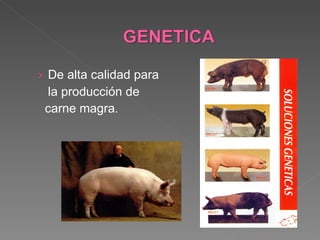 De alta calidad para  la producción de carne magra . 