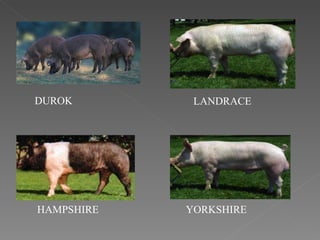 DUROK LANDRACE HAMPSHIRE YORKSHIRE 