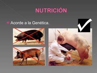 Acorde a la Genética. 