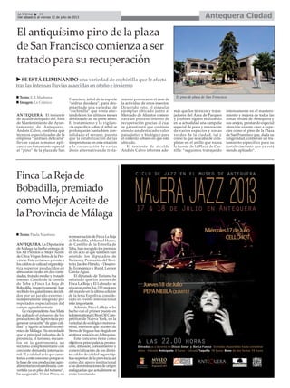ANTEQUERA. El teniente
de alcalde delegado del Área
de Mantenimiento del Ayun-
tamiento de Antequera,
Andrés Calvo, confirma que
técnicos especializados de la
empresa “Jardines de Icaria”
llevan varias semanas apli-
cando un tratamiento especial
al “pino” de la plaza de San
Francisco, árbol de la especie
“cedrus deodara”, para des-
pojarlo de una variedad de
“cochinilla” que venía afec-
tándole en los últimos meses
debilitando así su porte aéreo.
El tratamiento y la vigilan-
cia específica sobre el árbol se
prolongarán hasta bien con-
solidado el verano, puesto
que la estabilización de las
temperaturas en esta estación
y la consecución de varias
dosis alternativas de trata-
miento provocarán el cese de
la actividad de estos insectos.
Ocurrido esto, el singular
ejemplar ubicado junto al
Mercado de Abastos comen-
zará un proceso interno de
recuperación gracias al cual
se garantizará que continúe
siendo un destacado valor
paisajístico y biológico para
el contexto urbano en que está
ubicado.
El teniente de alcalde
Andrés Calvo informa ade-
más que los técnicos y traba-
jadores del Área de Parques
y Jardines siguen realizando
en la actualidad una campaña
especial de poda y renovación
de varios espacios y zonas
verdes de la ciudad, tal y
como la que se acaba de com-
pletar en el anillo que rodea
la fuente de la Plaza de Cas-
tilla: “seguimos trabajando
intensamente en el manteni-
miento y mejora de todas las
zonas verdes de Antequera y
sus anejos, prestando especial
atención en este caso a espe-
cies como el pino de la Plaza
de San Francisco que, dada su
longevidad, conllevan un tra-
tamiento específico para su
fortalecimiento que ya está
siendo aplicado”.
El antiquísimo pino de la plaza
de San Francisco comienza a ser
tratado para su recuperación
Texto: E.R.Madrona
Imagen: La Crónica
SE ESTÁ ELIMINANDOunavariedaddecochinillaqueleafecta
tras las intensaslluviasacaecidasenotoñoeinvierno
El pino de plaza de San Francisco.
FincaLaRejade
Bobadilla,premiado
comoMejorAceitede
laProvinciadeMálaga
ANTEQUERA. La Diputación
de Málaga ha hecho entrega de
los XII Premios al MejorAceite
de Oliva Virgen Extra de la Pro-
vincia. Este certamen premia a
loscaldosdecalidadorganolép-
tica superior producidos en
almazaras locales en dos varie-
dades, frutado medio y frutado
intenso. Castillo de la Estrella
de Teba y Finca La Reja de
Bobadilla,respectivamente,han
recibido los galardones, decidi-
dos por un jurado externo e
independiente integrado por
reputados especialistas del
campo agroalimentario.
La vicepresidentaAna Mata
ha alabado el esfuerzo de los
productores de la provincia por
generar un aceite “de gran cali-
dad” y ligarlo al futuro econó-
mico de Málaga. Ha recordado
que la principal industria de la
provincia, el turismo, encuen-
tra en la gastronomía un
reclamo complementario con
creciente demanda internacio-
nal: “La calidad es lo que carac-
teriza a este concurso porque es
labasedeunaproducciónagro-
alimentaria extraordinaria, con-
vertida ya en pilar del turismo”,
ha asegurado. Víctor Pérez, en
representación de Finca La Reja
de Bobadilla, y Manuel Hueso,
de Castillo de la Estrella de
Teba, han recogido los premios
en un acto al que también han
asistido los diputados de
Turismo y Promoción del Terri-
torio,JacoboFlorido,yDesarro-
llo Económico y Rural, Leonor
García-Agua.
El diputado de Turismo ha
señalado que los aceites de
Finca La Reja y El Labrador se
situaron entre los 150 mejores
del mundo en la última edición
de la feria Expoliva, conside-
rado el evento internacional
más importante.
Además, Finca La Reja se ha
hecho con el primer puesto en
la International Olive Oil Com-
petition de Nueva York, en la
variedad de ecológico monova-
rietal, mientras que Aceites de
Sierra de Yeguas fue elegido en
séptima posición enArbequina.
Este concurso tiene como
objetivos principales la promo-
ción, difusión, conocimiento y
comercialización de los distin-
toscaldosdecalidadorganolép-
tica superior de la provincia así
como dar apoyo institucional
a las denominaciones de origen
malagueñasqueactualmentese
están tramitando.
Texto: Paula Martínez
Antequera CiudadLa Crónica 10
Del sábado 6 al viernes 12 de julio de 2013
 