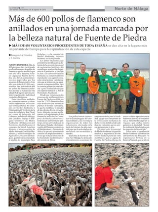 Norte de MálagaLa Crónica 32
Del viernes 14 al viernes 28 de agosto de 2015
FUENTE DE PIEDRA. Más de
450 personas han participado
en el anillamiento de pollos de
flamenco que ha tenido lugar
este año en la Reserva Natu-
ral Laguna de Fuente de Pie-
dra, uno de los acontecimien-
tos más esperados por los
amantes de la naturaleza. Este
año, con más de 13.000 naci-
mientos, han sido más de 600
los pollos de flamenco anilla-
dos durante la mañana de este
sábado 8 de agosto para su pos-
terior seguimiento individual
y estudios biológicos.
Entre científicos, anillado-
res, conservacionistas y volun-
tarios ambientales, se ha con-
tado con la asistencia del conse-
jero de Medio Ambiente y
Ordenación del Territorio de la
Junta de Andalucía, José Fiscal,
así como el delegado del
Gobierno andaluz en Málaga,
José Luis Ruiz Espejo; el dele-
gado territorial de Medio
Ambiente y Ordenación del
Territorio, Adolfo Moreno; el
consejero de Salud, Aquilino
Alonso; el viceconsejero de
MedioAmbiente, José Luis Her-
nández, y el viceconsejero de
Agricultura, Ricardo Domín-
guez, quienes han acompañado
al alcalde del municipio, Paco
Hidalgo, y a la concejal de
Medio Ambiente, Nereida
Montero, en dicha jornada.
Las anillas de plástico, que
permiten la identificación a dis-
tancia de las aves sin necesidad
de capturarlas, facilitan a los
ornitólogos analizar la disper-
sión de la población, el uso que
le dan a las diferentes zonas
húmedas, su comportamiento
reproductor o su supervivencia,
entre otros factores. La informa-
ción que se obtiene de ese segui-
miento es imprescindible para
la correcta gestión de esta colo-
nia y para evaluar el uso que
esta especie realiza de la Red de
Humedales Andaluces.
Desde que comenzaron los
procesos de anillamiento en
Fuente de Piedra, en 1986, un
total de 17.173 flamencos han
sido marcados con anillas de
plástico de lectura a distancia,
lo que ha facilitado el estudio
de las colonias de cría enAnda-
lucía. Además, con este anilla-
miento y el seguimiento de los
flamencos anillados, la Conse-
jería de Medio Ambiente y
Ordenación del Territorio par-
ticipa en las actividades de la
Red para el Estudio y la Conser-
vación del Flamenco común en
el Mediterráneo y Noroeste de
África, lo que está permitiendo
conocer los desplazamientos y
el uso que realizan estas aves de
los humedales mediterráneos y
del noreste de África.
Los pollos fueron captura-
dos en la madrugada del vier-
nes al sábado y, una vez más, la
organización de todos los
voluntarios, efectuada en la
tarde del viernes, ha sido esen-
cial para que la actividad se de-
sarrollara con normalidad y
rapidez.
El alcalde de Fuente de Pie-
dra, Paco Hidalgo, ha destacado
el rendimiento económico de
esta convocatoria para la locali-
dad, ya que son conscientes de
la repercusión mediática de
dicho evento debido al elevado
flujo de visitantes que se acer-
can a presenciar el acto.
Por otro lado, la concejal
de MedioAmbiente ha querido
resaltar la importancia de este
evento desde el punto de vista
científico, ya que la Laguna de
Fuente de Piedra alberga la
mayor colonia reproductora de
flamencos de todo el Mediterrá-
neo, y ha hecho hincapié en la
riqueza que dicho evento
genera en la localidad, “donde
los realmente beneficiados son
los negocios del municipio”.
Por su parte, el consejero de
MedioAmbiente y Ordenación
del Territorio ha destacado “la
espectacular belleza de la
Reserva Natural, que se tiñe de
Imagen: La Crónica
y F. Cortés
Más de 600 pollos de flamenco son
anillados en una jornada marcada por
la belleza natural de Fuente de Piedra
MÁS DE 450 VOLUNTARIOS PROCEDENTES DE TODA ESPAÑA se dan cita en la laguna más
importante de Europa para la reproducción de esta especie
 