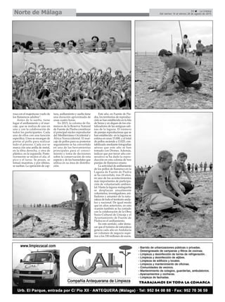 33 La Crónica
Del viernes 14 al viernes 28 de agosto de 2015Norte de Málaga
rosa con el majestuoso vuelo de
los flamencos adultos”.
Antes de la suelta, tiene
lugar el anillamiento y el mar-
caje, que se realiza de uno en
uno y con la colaboración de
todos los participantes. Cada
uno de ellos con una función
específica. Unos se encargan de
portar al pollo para realizar
todo el proceso. Cada ave se
marca con una anilla de metal,
en la tibia derecha, y otra de
plástico, en la izquierda. Poste-
riormente se miden el ala, el
pico y el tarso. Se pesan, se
toman muestras, y por último,
se sueltan. La operación de cap-
tura, anillamiento y suelta tiene
una duración aproximada de
unas cuatro horas.
En 2015, la colonia de fla-
mencos de la Reserva Natural
de Fuente de Piedra constituye
el principal núcleo reproductor
del Mediterráneo Occidental y
África Noroccidental. El mar-
caje de pollos para su posterior
seguimiento se ha convertido
en una de las herramientas
principales para el conoci-
miento y toma de decisiones
sobre la conservación de esta
especie y de los humedales que
utiliza en su área de distribu-
ción.
Este año, en Fuente de Pie-
dra, los territorios de reproduc-
ción se han establecido en la Isla
de Senra y en diques de los cris-
talizadores de las antiguas sali-
nas de la laguna. El número
de parejas reproductoras que se
han establecido en la laguna se
estima en unas 15.000, y el total
de pollos asciende a 13.025, con-
tabilizado mediante fotografías
aéreas que este año se han
tomado con Drones. Además,
indicar que por tercer año con-
secutivo se ha dado la repro-
ducción en esta colonia de tres
parejas de flamenco enano.
La actividad de anillamiento
de los pollos de flamenco en la
Laguna de Fuente de Piedra
se ha convertido, tras 29 años,
en uno de los acontecimientos
más importantes de participa-
ción de voluntariado ambien-
tal. Hasta la laguna malagueña
se desplazan anualmente
voluntarios, investigadores, ani-
lladores y amantes de la natu-
raleza de todo el territorio anda-
luz y nacional. De igual modo
que en años anteriores, en esta
ocasión también se ha contado
con la colaboración de la Obra
Socio-Cultural de Unicaja y el
Ayuntamiento de Fuente de
Piedra en el anillamiento.
En este sentido, cabe desta-
car que el turismo de naturaleza
genera cada año en Andalucía
un volumen de negocio supe-
rior a los 330 millones de euros.
 