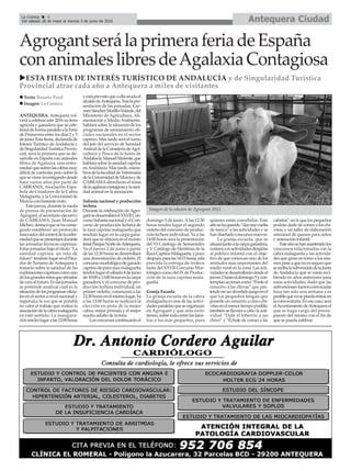 Antequera CiudadLa Crónica 4
Del sábado 28 de mayo al viernes 3 de junio de 2016
çAgrogantserálaprimeraferiadeEspaña
conanimaleslibresdeAgalaxiaContagiosa
uESTA FIESTA DE INTERÉS TURÍSTICO DE ANDALUCÍA y de Singularidad Turística
Provincial atrae cada año a Antequera a miles de visitantes
ANTEQUERA. Antequera vol-
verá a celebrar este 2016 su feria
agrícola y ganadera que se cele-
brarádeformaparalelaalaFeria
de Primavera entre los días 2 y 5
dejunio.Estafiesta,declaradade
Interés Turístico deAndalucía y
deSingularidadTurísticaProvin-
cial, será la primera que se de-
sarrolle en España con animales
libres de Agalaxia, una enfer-
medadquesufrenlascabrasmuy
difícil de controlar pero sobre la
quesevieneinvestigandodesde
hace varios años por parte de
CABRAMA, Asociación Espa-
ñola de Criadores de la Cabra
Malagueña, y la Universidad de
Murcia con bastante éxito.
Estejueves,durantelarueda
de prensa de presentación de
Agrogant, el secretario ejecutivo
de CABRAMA, Juan Manuel
Micheo,destacóquesehaconse-
guido establecer un protocolo
innovadordelcontroldelaenfer-
medadquesepresentarádurante
las jornadas técnicas caprinas.
Estas jornadas bajo el título “La
sanidad caprina: un reto de
futuro”tendránlugarenelPara-
dor de Turismo deAntequera y
tratarán sobre la sanidad de las
explotacionescaprinascomouno
delosgrandesretosqueafrontar
decaraalfuturo.Enlasjornadas
se pretende analizar cuál es la
situacióndelosprogramasoficia-
les en el sector a nivel nacional y
regional,a la vez que se pondrá
en valor el trabajo que realiza la
asociacióndelacabramalagueña
en este sentido. La inaugura-
cióntendrálugaralas12:00horas
yestáprevistoqueaellaacudael
alcaldedeAntequera.Traslapre-
sentación de las jornadas, Car-
menSánchezMorillo-Velarde,del
Ministerio de Agricultura, Ali-
mentación y Medio Ambiente,
hablará sobre la situación de los
programas de saneamiento ofi-
ciales nacionales en el sector
caprino. Más tarde será el turno
del jefe del servicio de Sanidad
AnimaldelaConsejeríadeAgri-
cultura y Pesca de la Junta de
Andalucía,ManuelMorente,que
hablarásobrelasanidadcaprina
enAndalucía. Más tarde, miem-
brosdelafacultaddeVeterinaria
delaUniversidaddeMurciayde
CABRAMAabordarán el tema
delaagalaxiacontagiosaylasani-
dad animal en la asociación.
Subasta nacional y producción
lechera
Durante la celebración deAgro-
gantsedesarrollaráelXXVIICon-
cursoSubastanacionalyelCon-
curso de producción lechera de
la raza caprina malagueña que
tendrán lugar en la carpa gana-
dera que se ubicará en el recinto
ferialParqueNortedeAntequera.
Ya el jueves 2 de junio a partir
delas12:30horassedesarrollará
una demostración de ordeño. El
concursomorfológicodeganado
caprinodepurarazamalagueña
tendrálugarelsábado4dejunio
de10:00a13:00horasenlacarpa
ganadera, y el concurso de pro-
ducción lechera individual, en
primer ordeño, comenzará a las
12:30horasenelmismolugar.Ya
a las 13:00 horas se realizará la
elección en pista de la mejor
cabra, mejor primala y el mejor
macho adulto de la feria.
Losconcursoscontinuaránel
domingo 5 de junio. Alas 12:30
horas tendrá lugar el segundo
ordeño del concurso de produc-
ción lechera individual. Ya a las
14:00 horas será la presentación
del VI Catálogo de Sementales
y V Catálogo de Hembras de la
RazaCaprinaMalagueña,ypoco
después,paralas14:15horas,está
prevista la entrega de trofeos
tanto del XXVII Concurso Mor-
fológico como del IX de Produc-
ción de la raza caprina mala-
gueña.
Granja Escuela
La granja escuela de la cabra
malagueña es una de las activi-
dadesparalelasqueseorganizan
en Agrogant y que más éxito
tienen,sobretodoentrelasfami-
lias y los más pequeños, para
quienes están concebidas. Este
añosehaquerido“darunavuelta
de tuerca” a las actividades y se
handiseñadoconcursosnuevos.
La granja escuela, que se
situarájuntoalacarpaganadera,
contaráconactividadesdirigidas
al público infantil con el obje-
tivo de que conozcan uno de los
animales más importantes del
medio rural en la zona. Las acti-
vidadessedesarrollarándesdeel
jueves2hastaeldomingo5ycon-
templanaccionescomo“Ponleel
cencerro a las chivas” que pre-
tendeserundivertidojuegoenel
que los pequeños tengan que
ponerle un cencerro a cinco chi-
vitasenelmenortiempoposible;
también se llevará a cabo la acti-
vidad “Dale el biberón a un
chivo” y “Échale de comer a las
cabritas” en la que los pequeños
podrán darle de comer a los chi-
vitos; y un taller de elaboración
artesanal de quesos para niños
y animación infantil.
Esteañosehanmantenidolos
concursos relacionados con la
cabra malagueña y las activida-
desquegiranentornoalosmis-
mospeseaquenoesseguroque
serecibalasubvencióndelaJunta
deAndalucía que se venía reci-
biendo en años anteriores para
estas actividades, dado que las
subvencionesfueronconvocadas
hace tan solo una semana y es
posiblequenosepuedaentraren
laconvocatoria.Enesecaso,será
elAyuntamientodeAntequerael
que se haga cargo del presu-
puesto del mismo con el fin de
que se pueda celebrar.
Imagen de la edición de Agrogant 2015.
n Texto: Rosario Peral
n Imagen: La Crónica
 