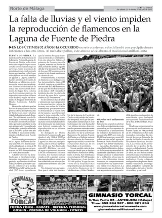 25 ç La Crónica
Del sábado 23 al viernes 29 de julio de 2016Norte de Málaga
La falta de lluvias y el viento impiden
la reproducción de flamencos en la
Laguna de Fuente de Piedra
uEN LOS ÚLTIMOS 32 AÑOS HA OCURRIDO en seis ocasiones, coincidiendo con precipitaciones
inferiores a los 286 litros. Al no haber pollos, este año no se celebrará el tradicional anillamiento
FUENTE DE PIEDRA. La
reproducción de flamencos en
la Reserva Natural Laguna de
Fuente de Piedra se ha visto
este año impedida por unas
condiciones climatológicas
adversas. Tanto la escasez de
precipitaciones en el periodo
entre septiembre y abril que
sólo dejaron un nivel mínimo
de agua en la Laguna, como los
fuertes vientos de levante de
finales de ese último mes y pri-
meros de mayo que ocasiona-
ron la desecación total de la
zona, han motivado el aban-
dono del lugar de la colonia
que había comenzado ya la
reproducción en los últimos
días de abril, según ha infor-
mado el delegado territorial de
Medio Ambiente, Adolfo
Moreno.
Moreno ha indicado que las
lluvias de mayo fueron tardías
para la colonia de reproducción
de flamencos, que ya había
dejado la Laguna cuando llega-
ron. “Lo intentaron, pero la cli-
matología, la escasez de agua y
los fuertes vientos han impe-
dido que saliera adelante la cría
esta temporada”, ha explicado
el delegado, quien ha señalado
que al no haber pollos este año
no habrá el tradicional anilla-
miento en la Reserva de Fuente
de Piedra.
Actualmente permanecen
en la Laguna de Fuente de Pie-
dra unas 500 aves de esta espe-
cie, localizadas en la zona de El
Charcón, pero que se encuen-
tran en un 90% alimentándose
y el resto descansando.
Adolfo Moreno ha deta-
llado que, si bien las precipi-
taciones registradas en el
periodo septiembre-abril han
sido 279,9 litros por metro cua-
drado, inferiores a la media
(397,02 litros/m2), las lluvias de
abril (53,5 litros) permitieron
que la lámina de agua alcan-
zara un nivel de 23 centímetros.
Con esta situación hídrica, el
número de flamencos en la
Laguna, antes de las lluvias de
abril, rondó los 1.600, y a partir
del día 13 se incrementó a 2.400,
de los que 200 comenzaron a
visitar la isla donde establecen
la colonia de cría.
Posteriormente, el número
de flamencos en la laguna se
fue incrementando hasta el 27
de abril, cuando se contabiliza-
ron un total de 2.800 flamencos,
de los que 582 estaban echadas
en los nidos y 408 visitando el
territorio de cría. En esta fecha
el nivel de agua de la laguna
estaba en 20 centímetros.
En los últimos días de abril
y primeros de mayo imperaron
en la zona fuertes vientos de
levante, con rachas de 54 kiló-
metros/hora, que determinaron
la desecación de la mayor parte
de la laguna, quedando sin
agua la zona ocupada por la
colonia de flamencos, y, como
consecuencia, el día 4 de mayo
se pudo constatar el abandono
de la misma por los ejemplares
que habían comenzado la
reproducción en los últimos
días de abril.
El delegado de Medio
Ambiente ha recordado que
desde el año 1984 al 2015 los
flamencos han criado en la
Laguna los años con precipita-
ciones, para el periodo septiem-
bre–abril, que han fluctuado
entre 687 y 286 litros, y un nivel
de agua en primavera superior
a los 30 centímetros. En estos
32 años, los flamencos han
criado en 26 ocasiones y no se
han reproducido en otras 6 que
han coincidido con años de pre-
cipitaciones inferiores a los 286
litros.
No obstante hay que signi-
ficar que el valor más destaca-
ble de la laguna de Fuente de
Piedra es su carácter de hume-
dal temporal, en el que las pre-
cipitaciones condicionan el ciclo
hidrológico de este humedal
y en último término determi-
nan los procesos naturales entre
los que se encuentran la repro-
ducción o no de la colonia de
flamencos. En síntesis, Fuente
de Piedra es el hábitat natural
de una colonia de flamencos,
especie que nidifica cuando las
condiciones hídricas de los
humedales se lo permiten.
En este sentido, cabe de des-
tacar que desde que se declara
esta Reserva Natural en 1984 y
hasta la fecha, han nidificado
en esta laguna 327.428 parejas
de flamencos y han nacido
201.408 pollos, lo que la con-
vierte en la localidad más
importante para la reproduc-
ción de los flamencos en el
Mediterráneo y África Occiden-
tal.
600 pollos en el anillamiento
de 2015
Este año no se podrá celebrar
uno de los acontecimientos más
esperados por los amantes de
la naturaleza: el anillamiento
de polluelos de flamencos. El
pasado año 2015, con más de
13.000 nacimientos, unos 600
pollos nacidos en la Laguna de
Fuente de Piedra fueron anilla-
dos por más de 450 voluntarios.
Las anillas de plástico per-
miten la identificación a distan-
cia de las aves sin necesidad de
capturarlas y facilitan a los orni-
tólogos analizar la dispersión
de la población, el uso que le
dan a las diferentes zonas
húmedas, su comportamiento
reproductor o su superviven-
cia, entre otros factores. La
información que se obtiene de
este seguimiento es imprescin-
dible para la correcta gestión de
esta colonia y para evaluar el
uso que esta especie realiza
de la Red de HumedalesAnda-
luces.
Desde que comenzaron los
procesos de anillamiento en
Fuente Piedra, en 1986, un total
de 17.173 flamencos han sido
marcados con anillas de plás-
tico de lectura a distancia, lo
que ha facilitado el estudio de
las colonias de cría en Andalu-
cía. La actividad de anilla-
miento de los pollos de fla-
menco en la Laguna de Fuente
de Piedra se ha convertido, tras
29 años, en uno de los aconte-
cimientos más importantes de
participación de voluntariado
ambiental. Hasta la laguna
malagueña se desplazan anual-
mente voluntarios, investiga-
dores, anilladores y amantes de
la naturaleza de todo el territo-
rio andaluz y nacional.
 