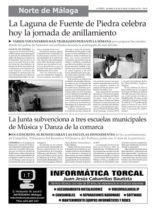 COMARCA. La Consejería de
Educación, a través de la Direc-
ciónGeneraldeOrdenaciónEdu-
cativa, ha concedido subvencio-
nes por un importe global de
58.461eurosacatorceescuelasde
músicaydanzadependientesde
entidades locales en la provin-
cia de Málaga, entre las que se
encuentrantresdelacomarcade
Antequera.
En concreto, se van a benefi-
ciar las Escuelas Municipales de
Música dependientes de los
Ayuntamientos de Campillos,
Villanueva del Rosario y Villa-
nueva del Trabuco, junto con las
deAlhaurín de la Torre,Alhau-
rínelGrande,Benalmádena,Cár-
tama,Coín,Fuengirola,Manilva,
Nerja, Ronda, Torremolinos y
Vélez-Málaga.
Dichas subvenciones tienen
la finalidad de fomentar las acti-
vidades artísticas desarrolladas
por los alumnos y alumnas de
estoscentros,asícomocontribuir
alamejoradelfuncionamientoy
equipamiento de las menciona-
das escuelas, durante el ejercicio
de 2017.
La delegada territorial de
Educación, Patricia Alba, ha
declaradoque“elGobiernoanda-
luzexpresaunavezmásconestas
subvenciones su apuesta por las
enseñanzasmusicalesysuapoyo
a las Escuelas Municipales de
Música y Danza, y facilita el de-
sarrollodesusactividades,tanto
docentes como las complemen-
tariasquecontribuyenalaforma-
ción de su alumnado”.
Albatambiénhadestacadola
laboreducativayculturalquerea-
lizanestasescuelas,“queacercan
lasenseñanzasmusicalesbásicas
a alumnado que, de otro modo,
tendría más dificultades para
acceder a las mismas”.
FUENTE DE PIEDRA. La
Laguna de Fuente de Piedra
celebra desde esta madrugada
la jornada de anillamiento de
pollos de flamenco nacidos en
el humedal. Tras un año en el
que no se pudo llevar a cabo
por falta de crías debido a la
escasez de lluvia, los cientos de
voluntarios procedentes de
toda España e incluso del
extranjero se vuelven a dar cita
esta madrugada en la Reserva
Natural para proceder a la cap-
tura y marcaje de las aves.
Durante la semana, quince
voluntarios han construido los
tradicionales corrales en las
proximidades de la colonia de
cría. Durante esta madrugada,
unos 300 voluntarios aprove-
charán que los pollos se reu-
nen en guarderías y que no
pueden volar para rodearlos e
introducirlos en la zona.
Una vez realizada la cap-
tura, los voluntarios, organiza-
dos por grupos, proceden al
marcaje y toma de medidas
biométricas de los pollos. Cada
grupo incluye anilladores de
plástico y metal, medidores de
pico, ala y tarso, pesadores,
secretarios que toman nota de
anillas y medidas, portadores
que llevan los pollos a los pun-
tos de marcaje y medida, y sol-
tadores que colocan los pollos
en unos lugares y de una
forma determinados para que,
sin sufrir daño, puedan volver
a formar la guarderías.
Este proceso se realiza con
el objetivo de estudiar diferen-
tes aspectos de la biología del
flamenco. El seguimiento de
los individuos anillados pro-
porciona una información muy
valiosa sobre sus movimientos
por los distintos humedales de
su área de distribución, su acti-
vidad como adultos reproduc-
tores (edad de los reproducto-
res, colonia de procedencia,
frenología de la reproducción,
etc), supervivencia, etc.
Además, el seguimiento de
la evolución de esta colonia de
cría permite conocer los pará-
metros reproductores (territo-
rios ocupados, número de
parejas, fechas de puesta, naci-
miento de pollos, etc).
Este seguimiento permite
identificar a flamencos anilla-
dos en otras colonias del Medi-
terráneo. Este año se han
observado en Fuente de Piedra
flamencos reproductores de
todas las colonias del Medite-
rráneo, principalmente naci-
dos en Fuente de Piedra (70%),
de la Camarga, Francia (20%)
y el resto procedentes de Ita-
lia, Delta del Ebro, Argelia y
Turquía.
En los últimos 31 años se
han establecido en la Laguna
de Fuente de Piedra un total de
330.000 parejas reproducto-
ras y han nacido un total de
194.408 pollos. De estos, se han
anillado en Fuente de Piedra
un total de 17.773 pollos de fla-
mencos hasta el año 2015,
último año en el que se pro-
dujo la jornada de anilla-
miento.
Norte de Málaga
LA CRÓNICA - Del sábado 29 de julio al viernes 4 de agosto de 2017 - Pág.26
La Laguna de Fuente de Piedra celebra
hoy la jornada de anillamiento
u VARIOS VOLUNTARIOS HAN TRABAJADO DURANTE LA SEMANA para preparar los corrales
donde los pollos de flamenco son anillados durante la madrugada de este sábado
La Junta subvenciona a tres escuelas municipales
de Música y Danza de la comarca
uEN CONCRETO, SE BENEFICIARÁN LAS ESCUELAS DEPENDIENTES de los ayuntamientos
de Campillos, Villanueva del Rosario y Villanueva del Trabuco, junto con 11 más de la provincia
 