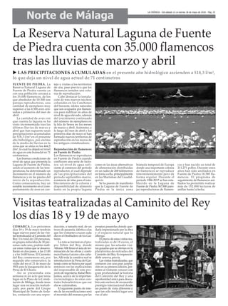 Norte de Málaga
LA CRÓNICA - Del sábado 12 al viernes 18 de mayo de 2018 - Pág. 25
FUENTE DE PIEDRA. La
Reserva Natural Laguna de
Fuente de Piedra cuenta ya
con una población cercana a
los 35.000 flamencos, de los
que alrededor de 10.500 son
parejas reproductoras, una
cantidad de ejemplares muy
superior a las 4.500 aves cen-
sadas a primeros del mes de
abril.
La cantidad de aves con
que cuenta la laguna se ha
visto incrementada tras las
últimas lluvias de marzo y
abril que han supuesto unas
precipitaciones acumuladas
de 518,3 l/m² en el presente
año hidrológico, por encima
de la media de lluvias en la
zona que se sitúa en los 444,5
l/m², lo cual ha dejado el nivel
de agua en este humedal en 71
centímetros.
Las buenas condiciones de
nivel de agua que presenta la
Laguna de Fuente de Piedra,
unido al aumento de las tem-
peraturas, ha determinado un
incremento en el número de
flamencos y en las pautas del
inicio de la reproducción.
Como consecuencia, hay un
notable incremento en el com-
portamiento de aves en cor-
tejo y visitas a los territorios
de cría, paso previo a que los
flamencos instalen una colo-
nia de reproducción.
Cabe destacar la instala-
ción de tres nuevos núcleos
coloniales en los Canchones
del Suroeste, islotes naturales
que son ocupados por flamen-
cos para nidificar en años de
nivel de agua elevado, además
del crecimiento continuado
del número de ejemplares en
la Isla de Senra en los meses
de marzo y abril. Asimismo, a
lo largo del mes de abril y los
primeros días de mayo se han
formado nuevos territorios de
reproducción en los muros de
los antiguos cristalizadores.
Reproducción de flamencos
en Fuente de Piedra
Los flamencos se reproducen
en Fuente de Piedra cuando
confluyen una serie de facto-
res: un nivel de agua sufi-
ciente al comienzo del periodo
reproductor, el cual depende
de las precipitaciones del
periodo septiembre-marzo,
existencia de islas para el esta-
blecimiento de la colonia y
disponibilidad de alimento
tanto en la propia laguna
como en las áreas alternativas
de alimentación distribuidas
en un radio de 200 kilómetros
en torno a ella, principalmente
en las Marismas del Guadal-
quivir.
Se ha puesto de manifiesto
que la Laguna de Fuente de
Piedra es la única zona
húmeda temporal de Europa
donde una importante colonia
de flamencos se reproduce
intermitentemente pero de
forma regular. Durante el
período 1986-2017 se han esta-
blecido en la Laguna de
Fuente de Piedra 367.800 pare-
jas reproductoras de flamen-
cos y han nacido un total de
211.271 pollos. Durante estos
años han sido anillados en
Fuente de Piedra 18.380 fla-
mencos. El programa de
seguimiento de flamencos ani-
llados ha permitido realizar
más de 152.000 lecturas de
anillas hasta la fecha.
La Reserva Natural Laguna de Fuente
de Piedra cuenta con 35.000 flamencos
tras las lluvias de marzo y abril
u LAS PRECIPITACIONES ACUMULADAS en el presente año hidrológico ascienden a 518,3 l/m²,
lo que deja un nivel de agua actual de 71 centímetros
COMARCA. Los próximos
días 18 y 19 de mayo tendrán
lugar nuevos pases de las visi-
tas teatralizadas al Caminito del
Rey. Un total de 120 personas,
en grupos reducidos de 30 per-
sonas cada uno, podrán reali-
zar estas visitas que se desarro-
llarán en dos pases, a las 11:00
y a las 16:00 horas. El Caminito
del Rey conmemora así, por
segundo año consecutivo, la
visita del rey el 21 de mayo de
1921 para la inauguración de la
Presa de El Chorro.
Así se presentaba esta
semana en un acto que tenía
lugar en la Plaza de la Consti-
tución de Málaga, donde tenía
lugar una recreación teatrali-
zada por parte del Grupo
Municipal de Teatro de Arda-
les, contando con una repro-
ducción, a tamaño real, de un
trozo de pasarela, idéntica a las
que los visitantes cruzan cada
día en el Desfiladero de los Gai-
tanes.
La ruta se iniciará en el pro-
pio Sillón del Rey, donde
Alfonso XIII firmó el acta de ter-
minación de las obras y conti-
nuará hasta el acceso a los caño-
les.Allí toda la comitiva real se
introducirá en la Presa del Gai-
tanejo como se hiciera por aquel
entonces con las explicaciones
del responsable de este pro-
yecto de ingeniería, Rafael Ben-
jumea, acerca de la importan-
cia tecnológica de estas cen-
trales hidroeléctricas que ese
día se culminaban.
El siguiente punto de inte-
rés de las escenificaciones será
el recorrido del monarca por las
propias pasarelas donde que-
daría impresionado por la obra
y el espacio natural que lo
alberga.
El precio de estas visitas tea-
tralizadas es de 18 euros, el
mismo que las actuales visi-
tas guiadas que se ofertan en la
plataforma de entradas del
Caminito del Rey. Es imprescin-
dible reserva previa.
Las visitas teatralizadas, que
contaron con una gran acepta-
ción en su primera edición, per-
miten al visitante conocer con
gran profundidad la historia
del Caminito del Rey y una
oportunidad única para descu-
brir este enclave de reconocido
prestigio internacional desde
un punto de vista diferente y
que tan sólo tendrá lugar una
vez al año
Visitas teatralizadas al Caminito del Rey
los días 18 y 19 de mayo
 