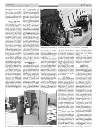 virtiéndose en una de las gran-
des entidades del municipio,
que además coopera con
muchas asociaciones sociales y
ofrece formación para los socios
mediante cursos sobre temas
agrícolas,administracióneinfor-
mática.
CAMPAÑA ACEITUNA
DE MESA
En la Cooperativa La Purísima
los agricultores ya están lle-
vando sus aceitunas de la reco-
gida de verdeo. En realidad lo
pueden hacer desde los últimos
días de septiembre y se espera
cerrar esta opción a finales del
presente mes. “Había buenas
expectativas de volumen de
recogida de aceituna de verdeo,
pero debido a la falta de lluvias
de estos últimos días se ha
venido un poco abajo. Tenemos
una capacidad de 3,85 millo-
nes de kilos en el patio, pensá-
bamos que íbamos a cubrir la
capacidad, pero después de
estos días nos vamos a quedar
en 2,8 o 3. Ano ser que lloviese
y mejorase una parte de la cose-
chaquesehaquedadoarrugada
y que por este motivo no puede
entrar”, reconoce el gerente de
la cooperativa archidonesa.
Archidona no es la primera
que comienza la campaña de
verdeo, esto suele iniciarse por
el oeste de Andalucía y hacía el
este, por lo que se espera que a
principiosdenoviembrelacam-
paña se solape con el inicio de la
recogida de aceituna para alma-
zara, algo que dependerá del
comportamiento de las lluvias.
En la Cooperativa La Purí-
sima, donde el 10 % de la acei-
tuna se destina a mesa y el resto
a almazara, han intentado que
este año se pueda incrementar
la recogida del verdeo, sin
embargo,escomplejoporlafalta
de lluvias. “Hoy por hoy hay
mejor precio en aceituna de
mesa, el mercado no se encuen-
tra tan saturado. El hecho de
tenerqueserlaaceitunaderiego
ya delimita la producción, no
hay tanta competencia, los mer-
cados parecen que defienden
mejor los precios y hay más
lugares a donde acudir. No hay
tanto exceso de producción
como en el aceite. Sin embargo,
esta campaña de aceite parece
que no será tan alta como se
esperaba, incluso a nivel mun-
dial apunta a que se va a quedar
por debajo del consumo mun-
dial, por lo que se podría espe-
rar una subida o como mínimo
se mantengan a como está
ahora”, indica Víctor Herrero.
“No podemos incrementar
la aceituna de mesa porque la
meteorología nos lo impide, nos
gustaría porque sabemos que
vale más dinero, porque la acei-
tunadebeteneruntamañoyeso
depende de las lluvias. El ver-
deo funciona de manera dife-
rente al aceite, en este caso el
sociodeverdeotienequeadqui-
rir un cupo, es una especie de
compra de instalaciones para él.
Es una inversión, ya que las ins-
talacionesdeverdeoprecisande
un coste importante, el socio
debe tener el compromiso pre-
vio. Así que el que compra un
cupo es aquel que tiene riego,
que sabe que su aceituna tiene
un tamaño en el futuro conside-
rable. Normalmente en secano
hay años que si puedes y otros
no, entonces no te haces con
cupo o te haces con uno
pequeño”, explica el gerente de
la empresa archidonesa.
PROCESO ACEITUNA
DE MESA
El proceso para la obtención de
la aceituna de mesa tiene una
seriedepasosqueenArchidona
cada vez está más controlado y
más mecanizado con una serie
de programadores automatiza-
dos que en todo momento diri-
gen el proceso. “La aceituna
viene verde del campo, llega
sucia por recogerse del suelo,
con hojas. Lo primero que se
hace es un proceso de lavado,
primeroconaireyluegoselava,
se pasa por una especie de pis-
cina y después en los rodillos
recibe un ducha. De ahí ya va
limpia a la sala de clasificación.
En un primer momento se clasi-
fica por tamaños, los no adere-
zables (muy pequeños) se llama
perdigón y van a la almazara
para producir aceite (que no es
de buena calidad)”, explica Víc-
tor Herrero.
Con el resto de las aceitunas
que sin han sido seleccionadas
“sufren dos procesos: aceituna
cocida, que se cuece con hidró-
xido sódico (proceso rápido), y
elotroeselprocesodeadicionar
ácido acético (proceso lento).
Dos procesos que buscan qui-
tarle la amargura a la aceituna.
Después del proceso pasan al
patio de almacenamiento,
donde están en depósitos de
10.000 kilos bajo tierra donde se
quedan en un periodo de 2 o 3
meses en el que se termina el
proceso fermentativo del pro-
ducto”, añade el gerente.
Ya una vez ha pasado este
tiempo y el producto está listo
para el consumo, éste es trasla-
dado para un procesamiento
industrial a la planta que Dcoop
tiene en Monturque (Córdoba).
“Ahí llega la aceituna separada
en los dos distintos procesos. La
de acético recibe un proceso de
oxidación que la vuelve negra y
se vende como aceituna de ade-
rezo negra que es muy vendida
en EE.UU. Y también se utiliza
parahacerfileteadoparalaspiz-
zas. Suele tener un precio más
bajo en el mercado pero se
vende bien. Yla aceituna cocida
con hidróxido sódico se utiliza
para rellenos, enAcorsa (planta
de Dcoop de Monturque) se
envasa en diferentes formatos y
se exporta a todo el mundo,
sobre todo EEUU, Rusia, Japón
y el mercado nacional”, apunta
Víctor Herrero.
ALMAZARA
Será a primeros de noviembre
cuando empiece este coopera-
tiva a recibir las primeras acei-
tunas que irán para la cosecha
de aceite 2020/2021. Un proceso
deextracciónyalmacenamiento
que se realiza por completo en
La Purísima. “Tenemos una
capacidad del 80 % de almace-
namiento sobre la producción,
así que conforme vamos produ-
ciendo vamos solicitando a
Dcoop que vaya retirando para
hacer frente a su envasado”,
explica el gerente de la coopera-
tiva, quien también señala que
gracias a las instalaciones de
almacenamiento de Dcoop en
Antequera “eso te permite tener
uncontroldetuproductoquete
permite no tener que vender a
las prisas por falta de espacio.
Asípodemostenerunmomento
deesperaparaobtenerunmejor
precio”.
Un proceso de almacena-
miento en el que se respeta y se
pone en marcha toda la tecnolo-
gía conseguida para congelar la
oxidación del aceite. Para ello se
conserva en “depósitos hermé-
ticos de acero inoxidable en los
que no entra ni aire ni luz y así
como, temperatura regulada en
las bodegas, por lo que puede
estar entre dos o tres años.
Dcooptieneademássistemasde
inyeccióndenitrógenoquehace
un hermetismo absoluto y dura
mucho más”, dice Víctor
Herrero.
La Cooperativa La Purísima
aporta en torno al 6 % del total
de Dcoop en cuanto a produc-
ción de aceite, que suele estar
anualmente entre los 8 y 10
millones de kilos de aceite.
PROTOCOLO
CORONAVIRUS
Por otra parte, en la cooperativa
La Purísima han puesto en mar-
cha un protocolo para evitar los
contagiosporelCOVID-19enel
que se ha dividido los equipos
por secciones: tienda, crédito,
aderezo, descarga, almazara y
extractora, con el fin de “evitar
la interacción entre los trabaja-
dores de estas secciones, que no
coincidan en horario de come-
dor o vestuarios, y que éstos se
utilicen lo menos posible, que
vengan cambiados de casa. Se
ha incrementado además la fre-
cuencia de limpieza de las ins-
talaciones, vestuarios, comedor,
zonas comunes, fábricas. En
cambios de turno limpiamos las
máquinas como las pantallas
táctiles, los teclados, los pomos,
puertas y disponemos del uso
delasmascarillastodoeltiempo.
Con los socios impedimos la
entrada a las áreas de los traba-
jadores con barreras y hay un
límite de aforo en todas las
zonas públicas. En el patio
cuando llegue más volumen de
descarga pondremos una per-
sonaqueordeneeltráficoyevite
la interacción entre socios para
que no se formen corillos”,
indica el gerente de la coopera-
tiva.
El protocolo establecido por
la fábrica establece que si un tra-
bajador presenta síntomas se
debe llamar al servicio de pre-
vención, que de forma temporal
remite a que el trabajador se
quede en casa mientras se le
remite para que se le haga una
prueba PCR. En oficina además
todos los puestos están conecta-
A FondoLa Crónica 26
Del sábado 17 al viernes 23 de octubre de 2020
ç
n Un remolque volcando las aceitunas en una tolva de la cooperativa La Purísima
n Para accionar la recogida de la aceituna el agricultor abre las puertas de forma automática
 