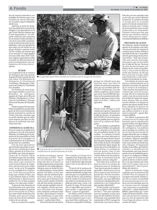 27 ç La Crónica
Del sábado 17 al viernes 23 de octubre de 2020A Fondo
dos de manera telemática con
portátilesdetalformaquesinos
ocurriera un caso en este espa-
cio se podría seguir trabajando
desde casa.
Además, la Junta de Anda-
lucía ha publicado un protocolo
dirigido a los agricultores en el
que Víctor Herrero destaca que
lo más importante es “no com-
partir vehículos salvo personas
de un mismo núcleo familiar, el
uso de la mascarilla constante,
evitarlainteracciónentrelostra-
bajadores,comoporejemplolos
que están con los fardos en un
grupo distinto a quienes están
con las varillas, de manera que
no se mezclen. Si viene alguien
de fuera debe tener PCR. Ade-
más, algunos agricultores están
tomando la determinación de
tomar la temperatura a los tra-
bajadores de forma diaria”,
apunta.
DCOOP
Las cooperativas de la comarca
de Antequera que más aportan
algrupoDcoopenaceitesonpor
este orden: Los Remedios de
Antequera, La Purísima de
Archidona, Oleolgaidas, Villa-
nueva del Trabuco y San Benito
de Campillos.
En aceituna de mesa el pri-
mer lugar también es para Los
Remedios de Antequera,
seguidadeVirgendelaOlivade
Mollina, Oleolgaidas, La Purí-
sima de Archidona y Nuestra
Señora del Rosario de Humilla-
dero.
Desde el grupo Dcoop man-
tienenlaesperanzadequelalle-
gada de lluvias próximamente
pueda aumentar la cosecha de
verdeo prevista, mientras que
en aceite calculan que las cifras
serán mejores que hace un año,
pero no se acercarán a las mar-
cadas hace dos.
EXPERIENCIA AGRÍCOLA
Ya en el campo la recogida de la
aceituna se vive de una manera
diferentealahabitualporlapre-
senciadelasmascarillasentodo
el proceso de la recogida y el
mantenimiento de la distancia
social entre las cuadrillas.
Uno de estos agricultores
quehatenidoqueponerenmar-
cha el nuevo protocolo es Juan
Otero, gerente de la Finca Cor-
tijo Mártir, que viene de genera-
ciones de su familia. Otero
(Archidona) que está vinculado
al trabajo agrícola desde sus 18
años, pese a que concluyó la
carrera universitaria de magis-
terio, afronta esta nueva etapa
como “un sin vivir. Te imaginas
en una cuadrilla de 8 u 9 perso-
nas, si me diera un positivo
tengo que cortarla 10 días, por
lo que debería dejar el verdeo
abandonado y dejarlas para
molino.En14o15díasseponen
negras y no valen para verdeo”.
Apesar de esta situación de
incertidumbre este agricultor
archidonésmantienesuapuesta
por la innovación en su finca,
que antes estaba destinada a los
cereales, pero que por el bajo
precio de estos la ha cambiado
a olivar de un solo pie.
Para su recolección emplea
la última tecnología, menos
dañina para el árbol. “Tene-
mos un vibrador que coge el
tronco del olivo y lo mueve, es
laúltimageneraciónporqueesta
montadoenunaminicargadora.
Además, para no dañar el olivo
se utilizan peines y en los fardos
apenas van tallos, no hay que
limpiar, caen las aceitunas prác-
ticamente solas y protege al
olivo para que el próximo año
vuelvaatenercosecha.Dehecho
este año han tenido aceitunas, y
el año pasado también estuvie-
ron cargados. Desde que esta-
mos utilizando este sistema,
estoy teniendo aceitunas todos
losaños.Ahoratengolacosecha
más estabilizada, ya que antes
era años muy cargados y otro
apenas”, explica Juan Otero.
Paralarecoleccióndetodala
finca emplea a lo largo de la
campañaunas30personas,pero
solamente para el verdeo son
unas9,ademásde2fijasdurante
todo el año en las labores de la
finca.
“El precio de la aceituna de
mesaestámejorqueladeaceite,
estamosintentandorecogermás
este año pero es complicado por
la falta de lluvia, solo podemos
tirar de verdeo en el olivar joven
quetodavíasonplantassincom-
petencia entre unas y otras, y de
la parte de riego. El secano este
año es imposible que pueda ir
para verdeo, y esperemos que
llueva”, expone el agricultor.
Por último, sobre la división
de las cuadrillas como se hace
en otros productos que se reco-
gen, Juan Otero señala que “en
el olivar es imposible dividirlas,
porque un vibrador para que
funcione tiene que tener el
número de personas necesarias,
para que sea rentable debe lle-
var de 9 o 10 personas. Con este
sistema cogemos casi lo mismo
que con la vara (10.000 kilosdia-
rios),nohayprácticamentedife-
rencia,loquepasaesquenohay
daño en el olivo”, matiza este
agricultor.
ASAJA
Desde Asaja Málaga se está
velandoporapoyarygarantizar
que esta campaña marcada por
la falta de lluvias y la presencia
del COVID-19 sea lo más pro-
ductivaposibleparasusagricul-
tores en la comarca de Ante-
quera.
Enesesentido,supresidente,
BaldomeroBellido,haexplicado
que la campaña se ha iniciado
con normalidad desde el 1 de
octubre. “La entrada a la fecha
es mayor que otros años pero es
porque los agricultores temen
quesepuedaarrugarlaaceituna
antelafaltadelluvia.Hahabido
puntualmente algún ataque de
moscaquesehacontroladoyno
afecta al fruto. La aceituna no
está tan gorda como el año
pasado por la falta de lluvia,
cuando había más de primera,
este año se encuentra más de
segunda y tercera categoría”.
Esta falta de la aceituna de
mesa no solo en la comarca de
Antequera sino en Andalucía
“hace que los precios le suban al
agricultor. Arrancaron con un
precio igual al que terminó el
pasado año. Por esto recomen-
damos que no se entreguen al
bajo precio, sino que defiendan
su producto entregándolo prin-
cipalmente a las cooperativas
que puedan defenderlo”.
El año pasado a nivel nacio-
nal se recogieron 458 millones
de kilos y “este año esperába-
mos una campaña un poco más
larga de 465 millones de kilos.
El mercado se ha resentido de la
exportación a EEUU aunque ha
mantenido una buena tónica.
Esteañoconunacampañacorta
es por ello que están subiendo
los precios. La aceituna de mesa
se recoge pero no se puede
ponerenventademanerainme-
diata se necesita unos 3 meses
de procesamiento para sacarla
al mercado y ser consumida.
Estamos cortos pero hay que
pensar que tenemos todavía
varios meses para la venta”,
recomienda Baldomero Bellido.
PREVISIÓN DE ACEITE
Sin embargo, desde el sindicato
agrarionoseanimanadartoda-
vía una previsión de cosecha de
aceituna para molino debido a
esta falta de lluvias y la posibili-
dad de que lo haga en las próxi-
mas fechas. “Este año se espe-
raba una cosecha más larga,
pero parece que no será tanto
por la falta de lluvias. Venimos
de años de precios bajos, por
debajo de los costes de produc-
ción, y ahora ante la falta de
aceite muy buenos, de ahí que
haya prisa por recoger antes
para dedicarlo a este tema”,
explica el presidente de Asaja.
Una bajada de precios que
afecta económicamente en la
industria accesoria a la agrícola
de la comarca de Antequera.
“Hay muchos municipios de la
comarca que viven en un por-
centaje alto de la industria del
aceite y este año se nota mucho
porlafaltadecomprademaqui-
naria, abonos. Hay un retrai-
miento debido a la bajada de
precios que parece puede durar.
Esta campaña no parece ser
tan larga, lo que podría hacer
que subiera el precio y se ani-
mara la situación”, apunta Bal-
domero Bellido.
Por último, la presencia del
coronavirus en el campo está
haciendo que la organización
agraria insista a los agricultores
que “tengan en marcha su plan
de contingencia. Les pedimos
que se pongan en contacto con
su servicio de prevención de
riesgos laborales que es obliga-
torio antes de ponerse a recoger
la aceituna. Algunas cuadrillas
lo están tomando mejor, sobre
todo si provienen de donde hay
más contagios. El empresario
facilita mascarillas, gel hidroal-
cohólico, se desinfectan las
herramientas, pero hay preocu-
paciónalserunproblemagrave,
ya que si se contagia un trabaja-
dor, a parte de la situación de
salud, te afecta a toda la cuadri-
lla y es lo que tratamos de evitar
tanto en el campo como en la
agroindustria”, dice el presi-
dente del colectivo.
Hasta el momento Asaja
confirma que la presencia del
COVID-19 en la campaña de
recogida está siendo mínima y
tan solo se conoce un incidente
de una persona que tuvo con-
tacto con otra infectada, pero no
se conocen casos de contagio
“que esperamos se mantenga
esta tónica”, señala Baldomero
Bellido, quien indica que “como
Asajanoshemosofrecidoytene-
mos una persona de contacto
para en caso de aparición (del
virus) haga de enlace con los
centros de salud”.
n El gerente de la cooperativa La Purísima de Archidona en las
instalaciones de almacenamiento de aceite
n El agricultor Juan Otero muestra las aceitunas que se recogen de sus olivos
 