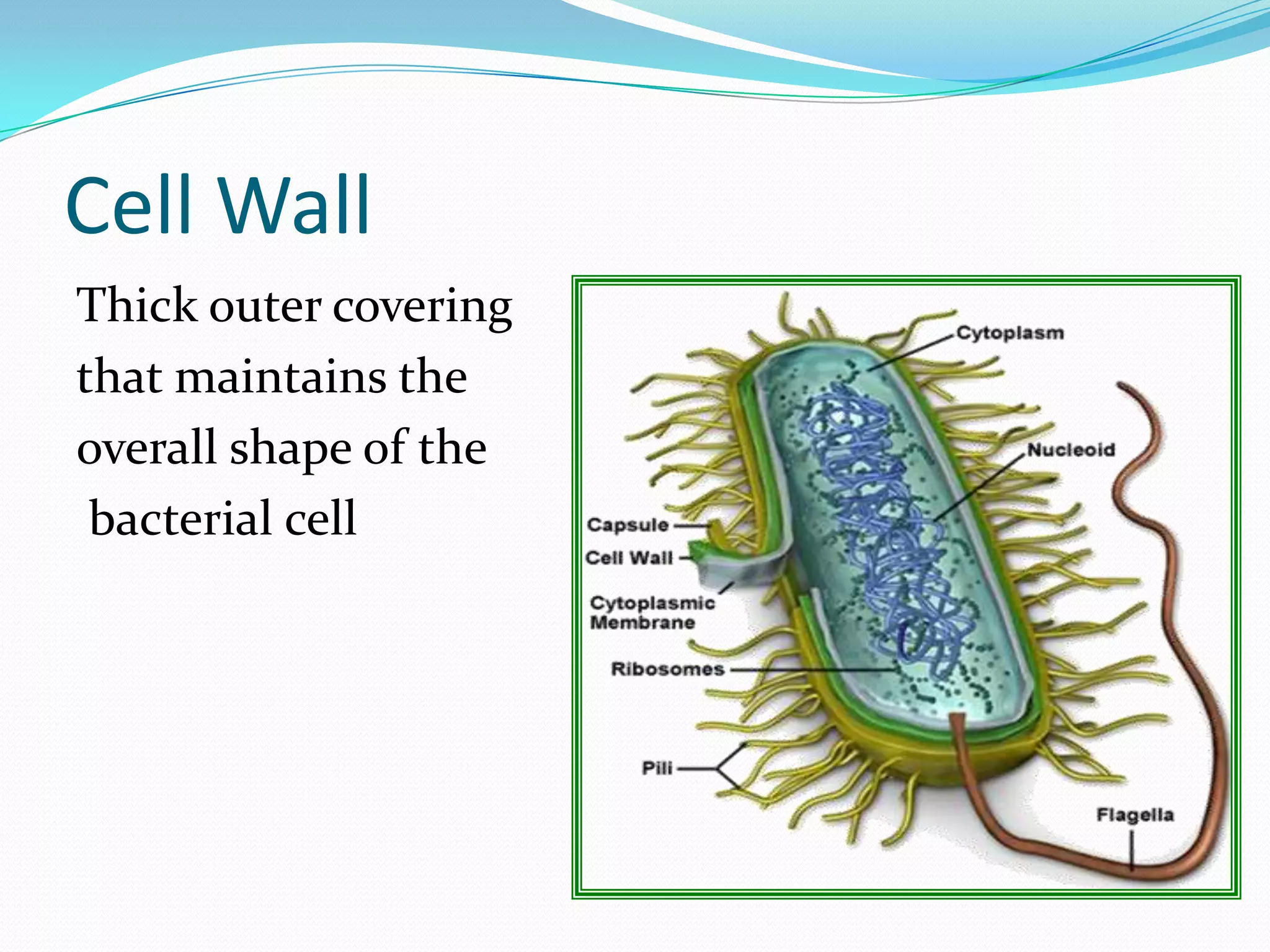 Cell Wall
Thick outer covering
that maintains the
overall shape of the
bacterial cell
 