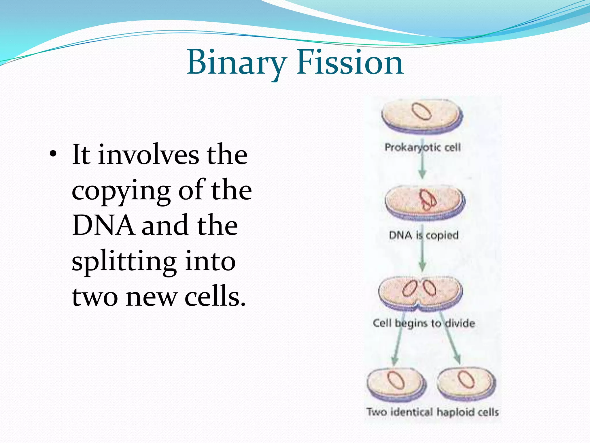 Binary Fission
• It involves the
copying of the
DNA and the
splitting into
two new cells.
 