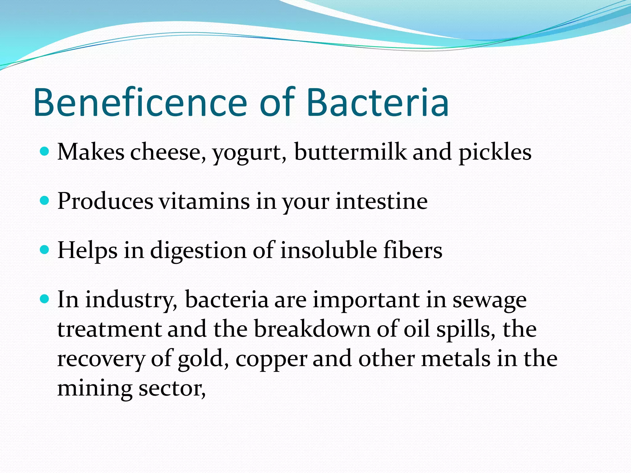 Beneficence of Bacteria
 Makes cheese, yogurt, buttermilk and pickles
 Produces vitamins in your intestine
 Helps in digestion of insoluble fibers
 In industry, bacteria are important in sewage
treatment and the breakdown of oil spills, the
recovery of gold, copper and other metals in the
mining sector,
 