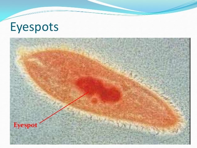 How Would The Contractile Vacuole Of A Freshwater Amoeba Respond Protoza