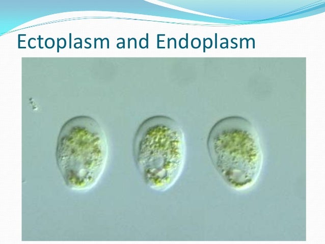 How Would The Contractile Vacuole Of A Freshwater Amoeba Respond Protoza
