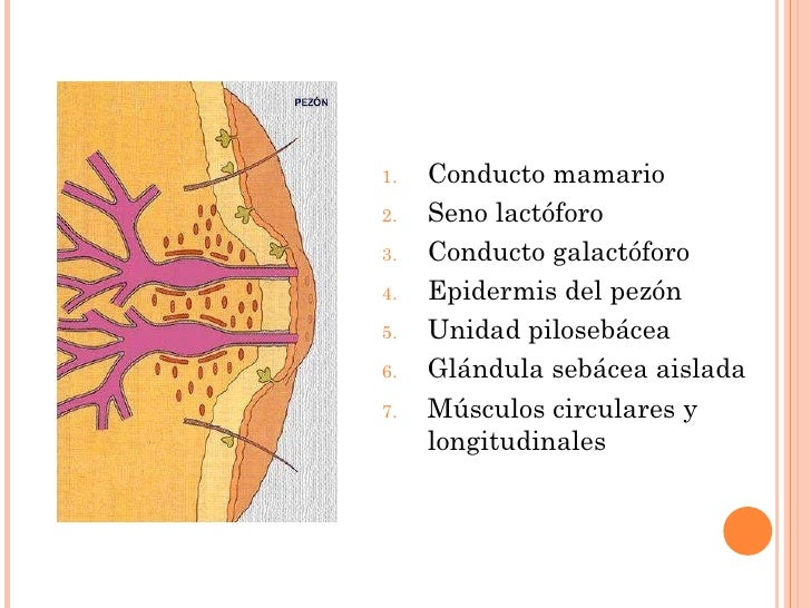 Aumento De Pecho Con Celulas Madre Aumento De Pecho Con Celulas Madre
