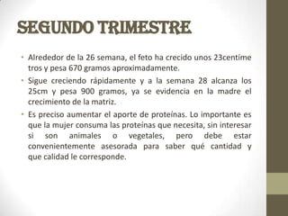 SEGUNDO TRIMESTRE
• Alrededor de la 26 semana, el feto ha crecido unos 23centíme
tros y pesa 670 gramos aproximadamente.
• Sigue creciendo rápidamente y a la semana 28 alcanza los
25cm y pesa 900 gramos, ya se evidencia en la madre el
crecimiento de la matriz.
• Es preciso aumentar el aporte de proteínas. Lo importante es
que la mujer consuma las proteínas que necesita, sin interesar
si son animales o vegetales, pero debe estar
convenientemente asesorada para saber qué cantidad y
que calidad le corresponde.
 