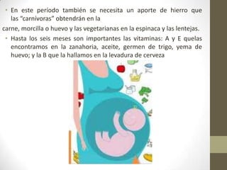• En este período también se necesita un aporte de hierro que
las “carnívoras” obtendrán en la
carne, morcilla o huevo y las vegetarianas en la espinaca y las lentejas.
• Hasta los seis meses son importantes las vitaminas: A y E quelas
encontramos en la zanahoria, aceite, germen de trigo, yema de
huevo; y la B que la hallamos en la levadura de cerveza
 