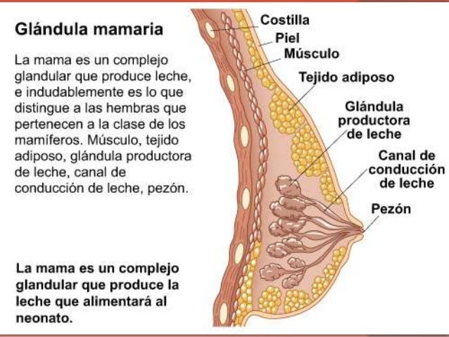 La operación del aumento del pecho y el corazón
