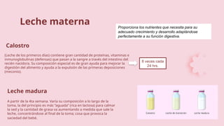 Leche madura
Leche materna
A partir de la 4ta semana. Varía su composición a lo largo de la
toma, la del principio es más “aguada” (rica en lactosa) para calmar
la sed y la cantidad de grasa va aumentando a medida que sale la
leche, concentrándose al final de la toma; cosa que provoca la
saciedad del bebé.
(Leche de los primeros días) contiene gran cantidad de proteínas, vitaminas e
inmunoglobulinas (defensas) que pasan a la sangre a través del intestino del
recién nacido/a. Su composición especial es de gran ayuda para mejorar la
digestión del alimento y ayuda a la expulsión de las primeras deposiciones
(meconio).
Calostro
Proporciona los nutrientes que necesita para su
adecuado crecimiento y desarrollo adaptándose
perfectamente a su función digestiva.
8 veces cada
24 hrs.
 