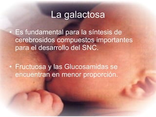 La galactosa Es fundamental para la síntesis de cerebrosidos compuestos importantes para el desarrollo del SNC. Fructuosa y las Glucosamidas se encuentran en menor proporción. 