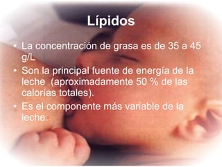 Lípidos La concentración de grasa es de 35 a 45 g/L  Son la principal fuente de energía de la leche  (aproximadamente 50 % de las calorías totales).  Es el componente más variable de la leche.   