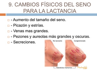 9. CAMBIOS FÍSICOS DEL SENO
PARA LA LACTANCIA
 - Aumento del tamaño del seno.
 - Picazón y estrías.
 - Venas mas grandes.
 - Pezones y aureolas más grandes y oscuras.
 - Secreciones.
 